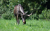 Moose (male, Alces alces)